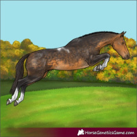 Horse Color:Buckskin Tobiano