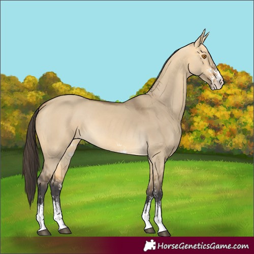 Horse Color:Buckskin Dun Sabino 