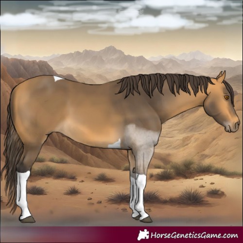 Horse Color:Buckskin Tobiano