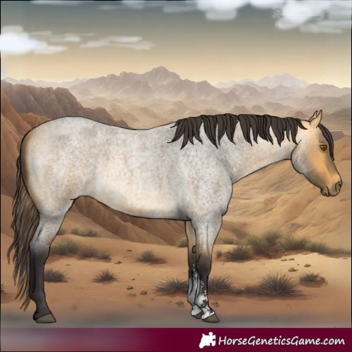 Horse Color:Buckskin Roan Sabino 