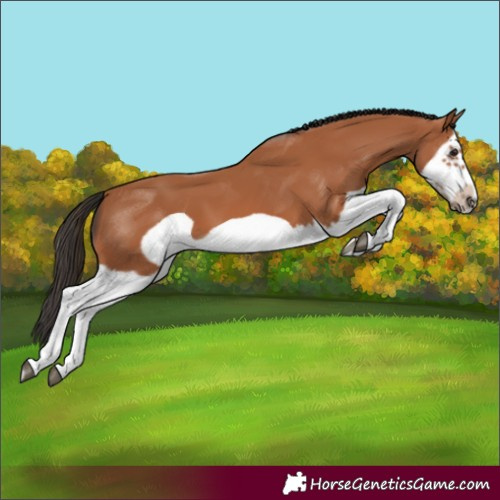 Horse Color:Bay Splash Frame 