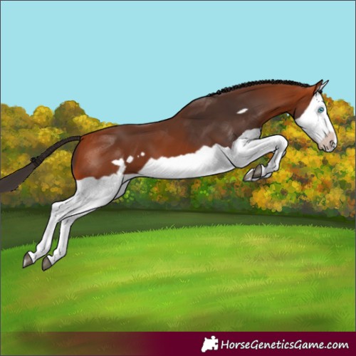 Horse Color:Bay Splash Frame