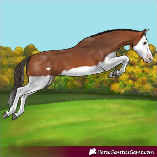 Horse Color:Bay Splash Frame