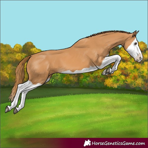 Horse Color:Chestnut Splash 