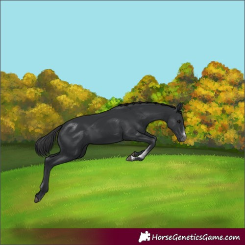 Horse Color:Black Sabino Rabicano 