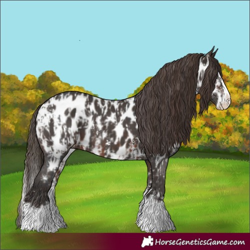 Horse Color:Brown Sabino Splash Appaloosa  and Liver Chestnut Sabino Splash Appaloosa 