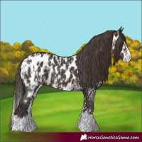 Horse Color:Brown Sabino Splash Appaloosa and Liver Chestnut Sabino Splash Appaloosa