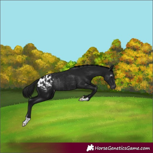 Horse Color:Gray Black Blanket Rabicano 