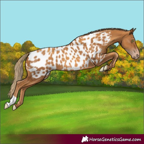 Horse Color:Gray Gold Champagne Blanket