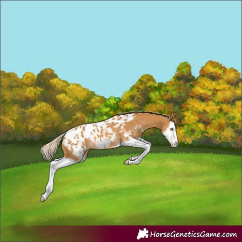 Horse Color:Palomino Sabino Splash Blanket