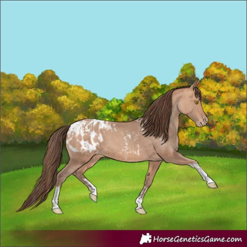 Horse Color:Amber Champagne Sabino Tobiano Appaloosa  and Amber Champagne Sabino Tobiano Appaloosa 