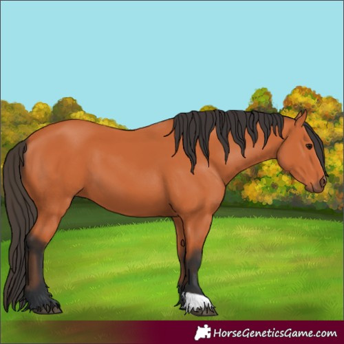 Horse Color:Bay 