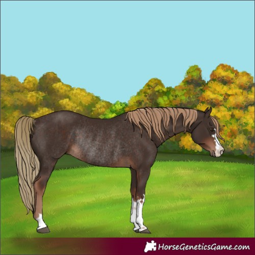 Horse Color:Liver Chestnut Rabicano 