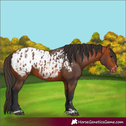 Horse Color:Bay Appaloosa  and Bay Appaloosa 