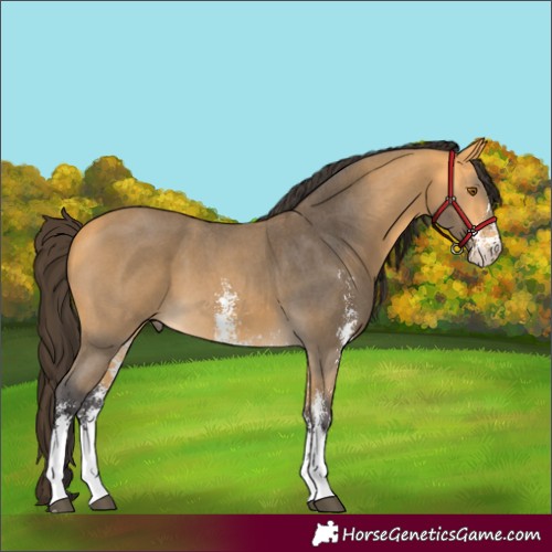 Horse Color:Buckskin Sabino 
