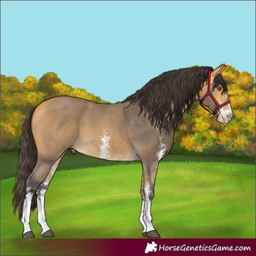 Horse Color:Buckskin Sabino
