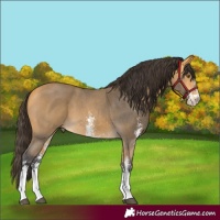 Horse Color:Buckskin Sabino 