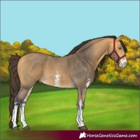 Horse Color:Buckskin Sabino