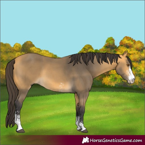 Horse Color:Buckskin Sabino 
