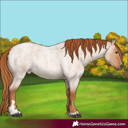 Horse Color:Red Dun Roan