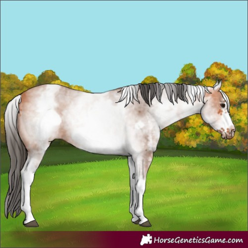 Horse Color:White Spotted Bay Sabino Frame 