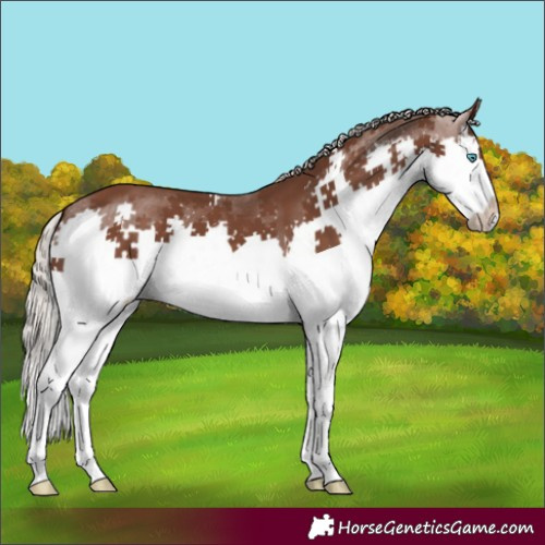 Horse Color:Silver Black Splash Rabicano