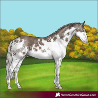 Horse Color:Silver Black Splash Rabicano 