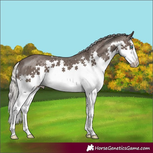 Horse Color:Silver Black Splash 