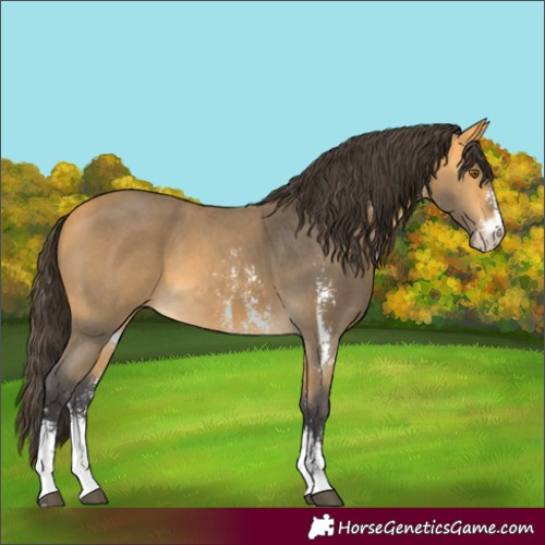 Horse Color:Buckskin Sabino 