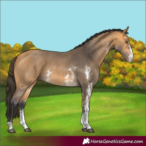 Horse Color:Buckskin Sabino 