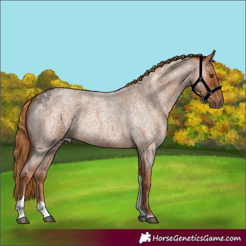 Horse Color:Red Roan Tobiano 