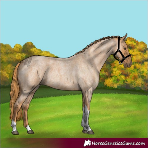 Horse Color:Red Roan Tobiano 
