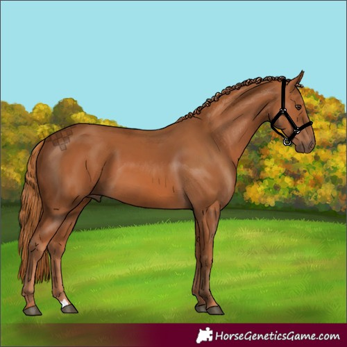 Horse Color:Chestnut Rabicano 