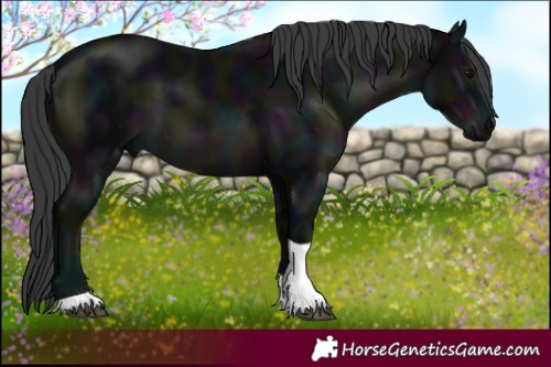 Horse Color:Midnight Black Tobiano 