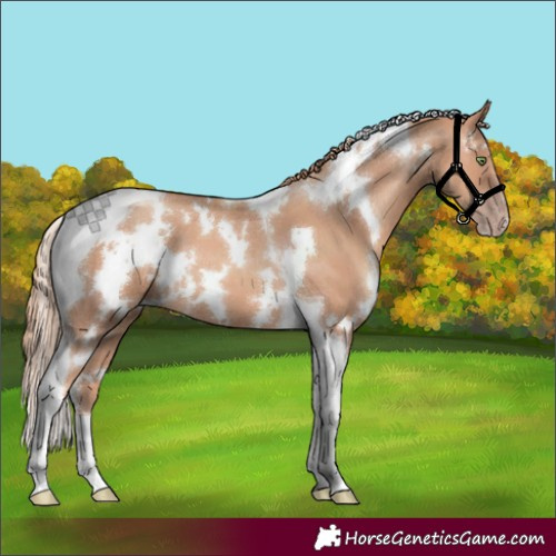 Horse Color:White Spotted Gold Champagne Tobiano