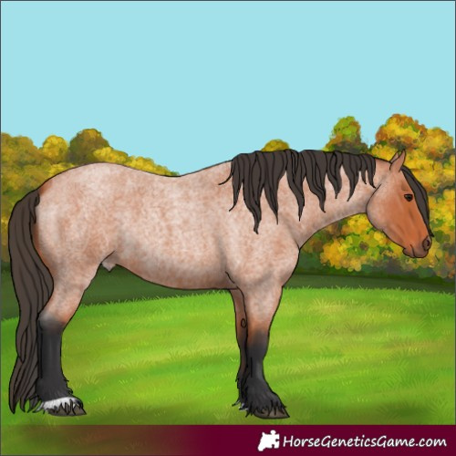 Horse Color:Bay Roan Rabicano 