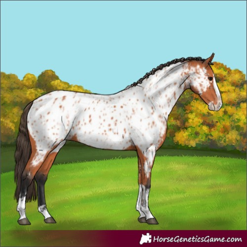 Horse Color:Bay Splash Tobiano Appaloosa  and Bay Splash Tobiano Appaloosa 