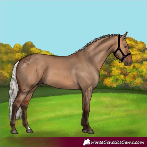 Horse Color:Silver Bay Dun