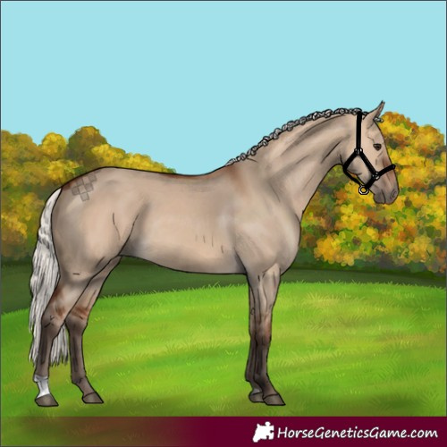 Horse Color:Silver Bay Dun