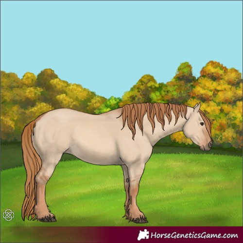 Horse Color:Red Dun 