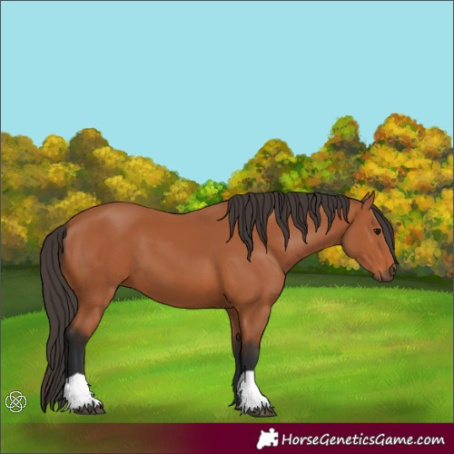 Horse Color:Bay 