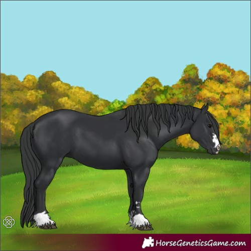 Horse Color:Black 