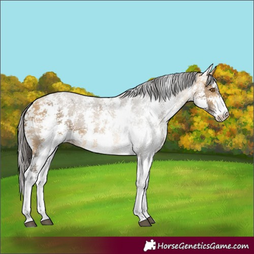 Horse Color:Buckskin Sabino
