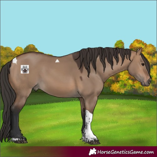Horse Color:Brown Dun Tobiano