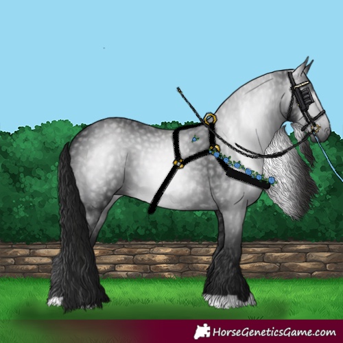 Horse Color:Gray Black 