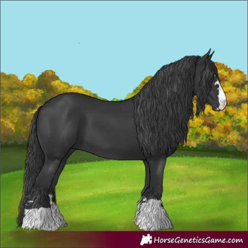 Horse Color:Black 