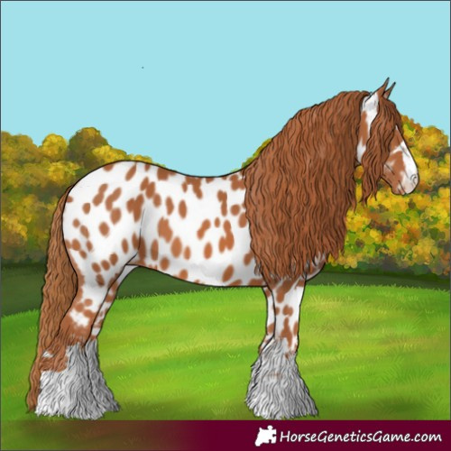 Horse Color:Chestnut Appaloosa 