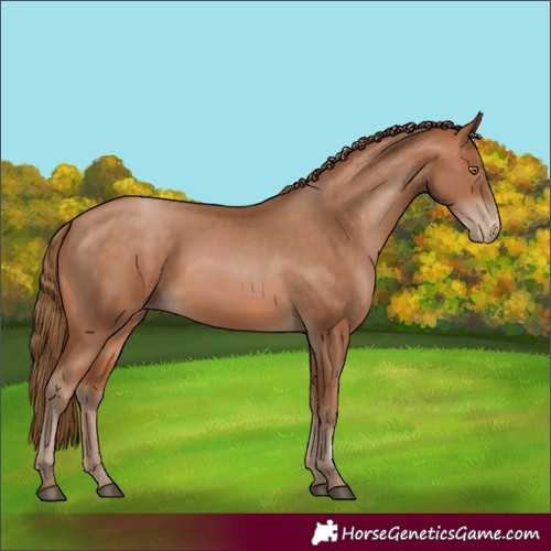 Horse Color:Brown Pearl 