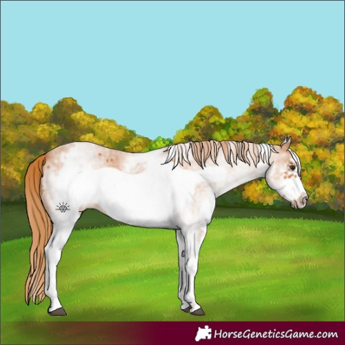 Horse Color:White Spotted Chestnut Sabino Frame