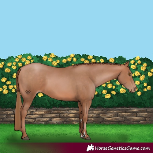 Horse Color:Bay Pearl 